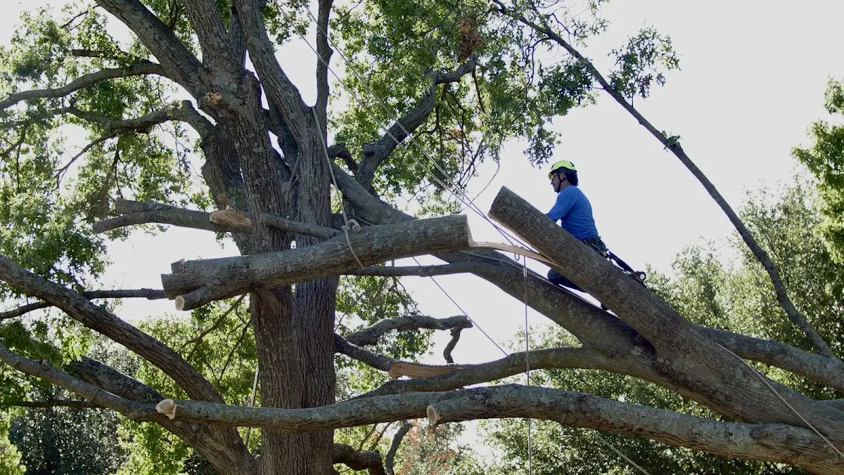 Professional Hazardous Tree Removal performed by certified arborists in Cottage Grove