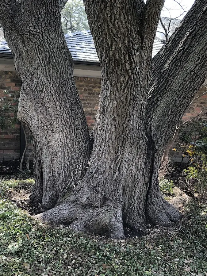 Mature heritage tree close to a Cottage Grove property cared for by certified arborists